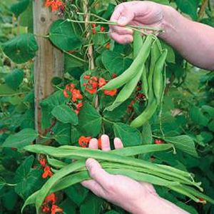 Runner Bean Rotbluhende Teenie Beanie Seeds