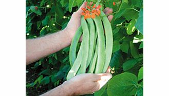 Unbranded Runner Bean Seeds - Enorma