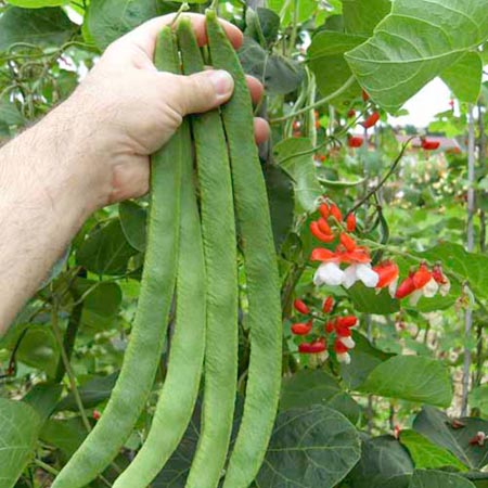 Unbranded Runner Bean St George Plants Pack of 12 Pot