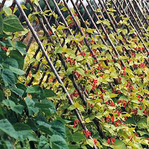 Unbranded Runner Bean Sun Bright Seeds