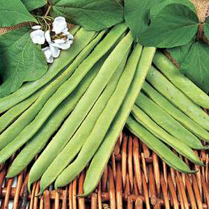 This decorative white-flowered variety produces long  straight  smooth  stringless pods up to 37cm (