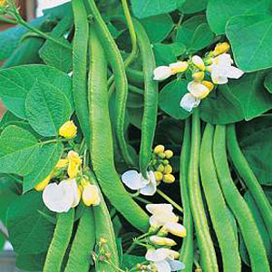 Unbranded Runner Bean White Lady
