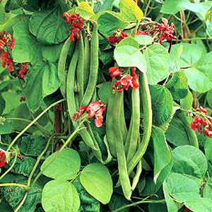 Unbranded Runner Bean Wisley Magic Seeds