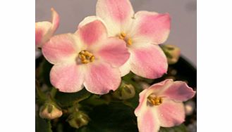 Unbranded Saintpaulia Plant - Baker Pink Star