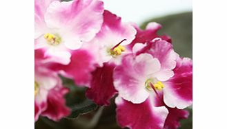 Unbranded Saintpaulia Plant - Crimson Ice