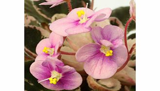 Unbranded Saintpaulia Plant - Flashy Angel