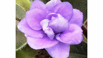 Unbranded Saintpaulia Plant - Joli Concerto