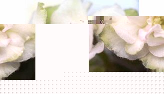 Unbranded Saintpaulia Plant - Lollipop