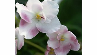 Unbranded Saintpaulia Plant - Macs Will OThWisp