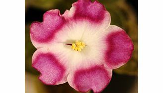 Unbranded Saintpaulia Plant - Ness Jesse