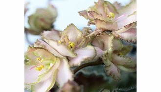 Unbranded Saintpaulia Plant - Robs Sarsparilla