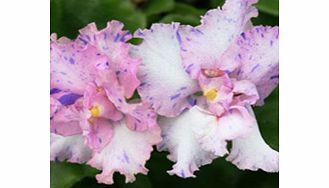 Unbranded Saintpaulia Plant - Robs Smarty Pants