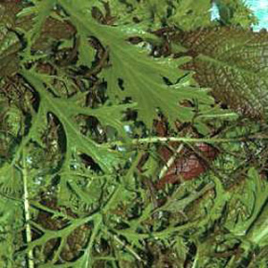 Unbranded Salad Leaves - Herby Salad Leaf Mixed Seeds