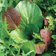Unbranded Salad Leaves - Niche Oriental Mixed Seeds