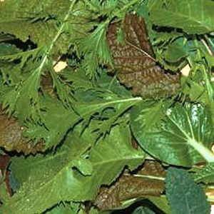Unbranded Salad Leaves - Stir Fry Seeds