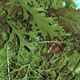 Unbranded Salad Leaves Herby Mix Seeds