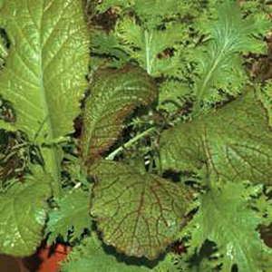 Unbranded Salad Leaves