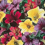 Unbranded Salpiglossis Carnival F2 Seeds