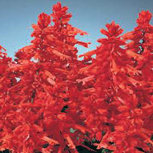 Unbranded Salvia Blaze of Fire Seeds