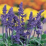 Unbranded Salvia Farinacea Victoria Seeds 422804.htm