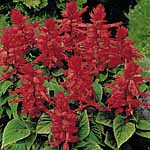 Unbranded Salvia Firecracker Miniplants