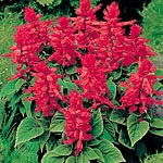 Unbranded Salvia Firecracker Plants 455031.htm