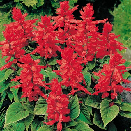 Unbranded Salvia Firecracker Plants Pack of 110   25 EXTRA