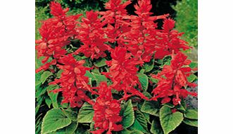 Unbranded Salvia Firecracker Plants