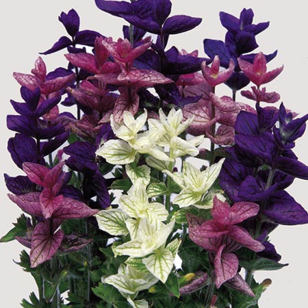 Unbranded Salvia Horminum Colour Blend Seeds (Clary)