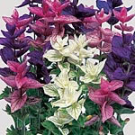 Unbranded Salvia Horminum Colour Blend Seeds