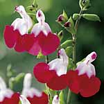 Unbranded Salvia Hot Lips Plants