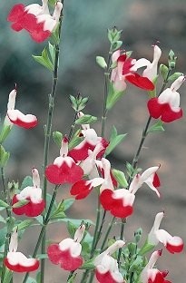 Unbranded Salvia Hot Lips x 1 litre