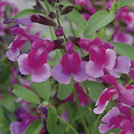Unbranded Salvia Icing Sugar Plants Pack of 5 Pot Ready