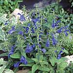 Unbranded Salvia patens Patio Deep Blue Plants 402681.htm