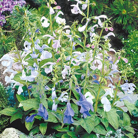 Unbranded Salvia patens Patio Mixed Seeds 20 Seeds