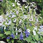Unbranded Salvia patens Patio Mixed Seeds 422831.htm
