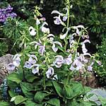 Unbranded Salvia patens Patio Rose Plants