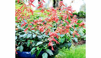 Unbranded Salvia Plant - x hybrida Embers Wish
