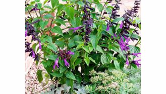 Unbranded Salvia Plant - x hybrida x Amistad