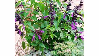 Unbranded Salvia Plant - x hybrida x Amistad
