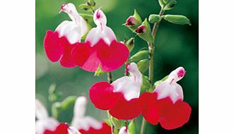 Unbranded Salvia Plant - x jamensis Hot Lips