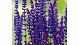 Valued highly as both ornamental and culinary plants  salvias combine striking flowers with attractive  and frequently aromatic  foliage. A must-have in the garden flowering for 4 to 5 months! Supplied in a 9cm pot. Cardonna - Purple stems with viole