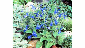 Unbranded Salvia Plants - Patio Sky Blue