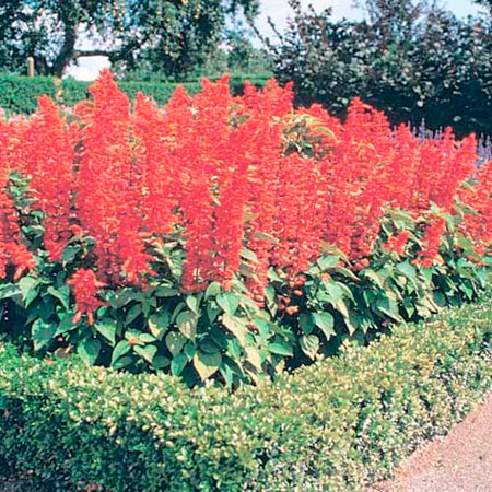 Unbranded Salvia Rambo Plants Pack of 18 Pot Ready Plants