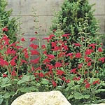 Unbranded Salvia Roemeriana Hot Trumpets Seeds