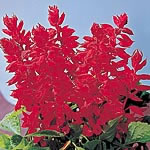 Early and free flowering with large flower spikes of vivid  fiery scarlet. HHA - Half-hardy Annual. 