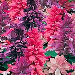Unbranded Salvia Splendens Elegance Seeds 428203.htm