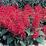 Produced early  the large  bright-scarlet flower spikes absolutely glow in contrast to the compact d