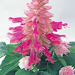 Salvia Splendens Sizzler Burgundy Halo Seeds