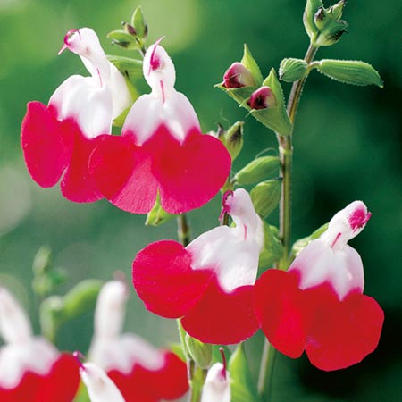 Unbranded Salvia Twin Pack Plants - Hot Lips and Icing